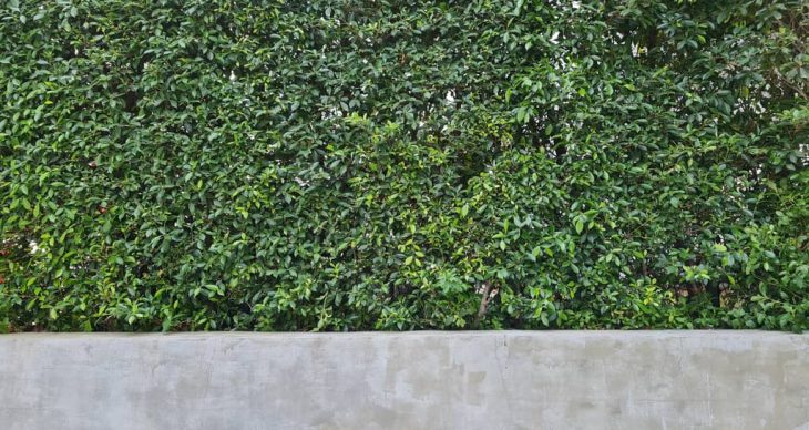 Have you heard of a garden wall?