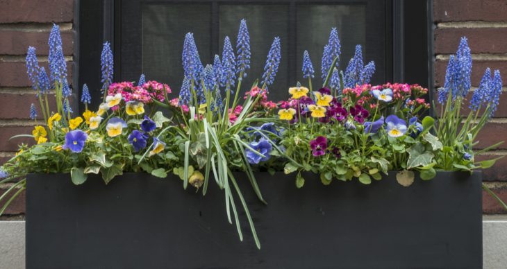 Show Off Your True Colors with Flower Boxes