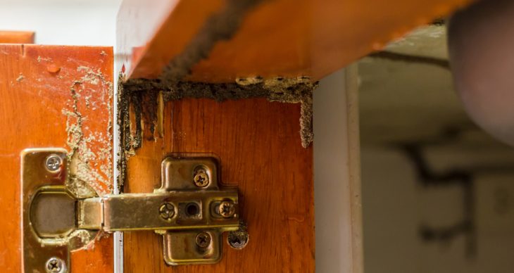 Store Wood Away From Your Home