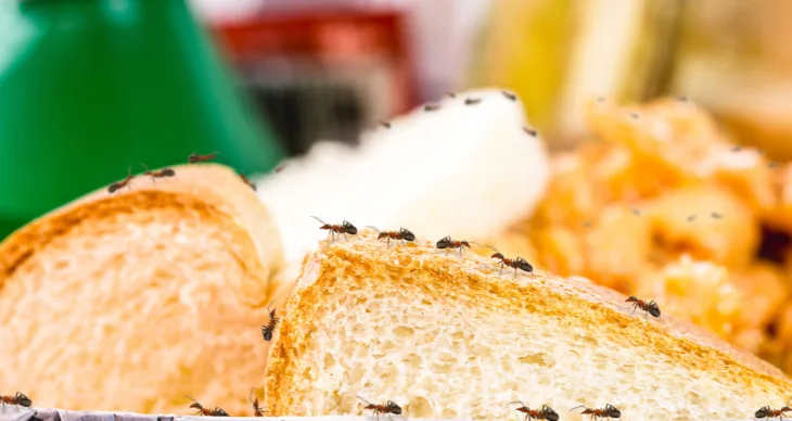 Attention Renters and Homeowners: Here are 8 Essential Pest Control Tips