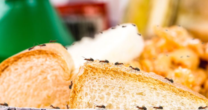 Keep Food Covered